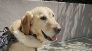 K9 Niko is called a "game changer" for the NH ICAC Task Force